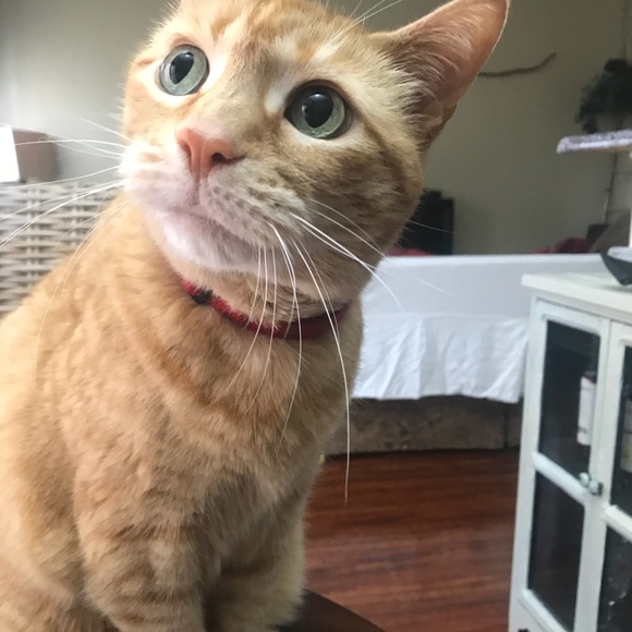 Meet your Posher, Anna - Picture 8 of 8